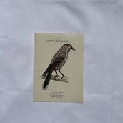 Botanical Plate Engraving of Birds, Naturalist, 19th Century, Double-sided A