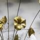 Pair of double flower bouquet sconces in brass 1960