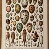Lithograph engraving on eggs from 1928
