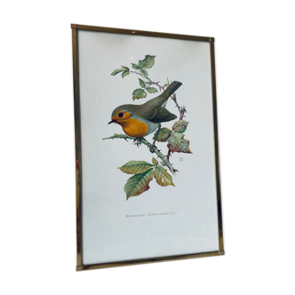 Old robin lithography