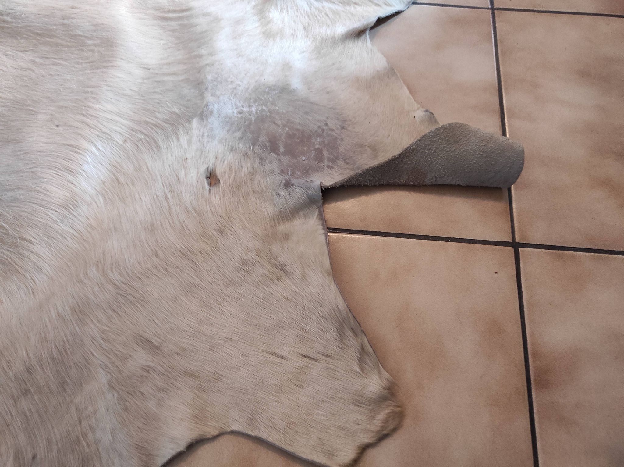 Carpet descent of vintage bed in cowhide 164x176 cm with white hair