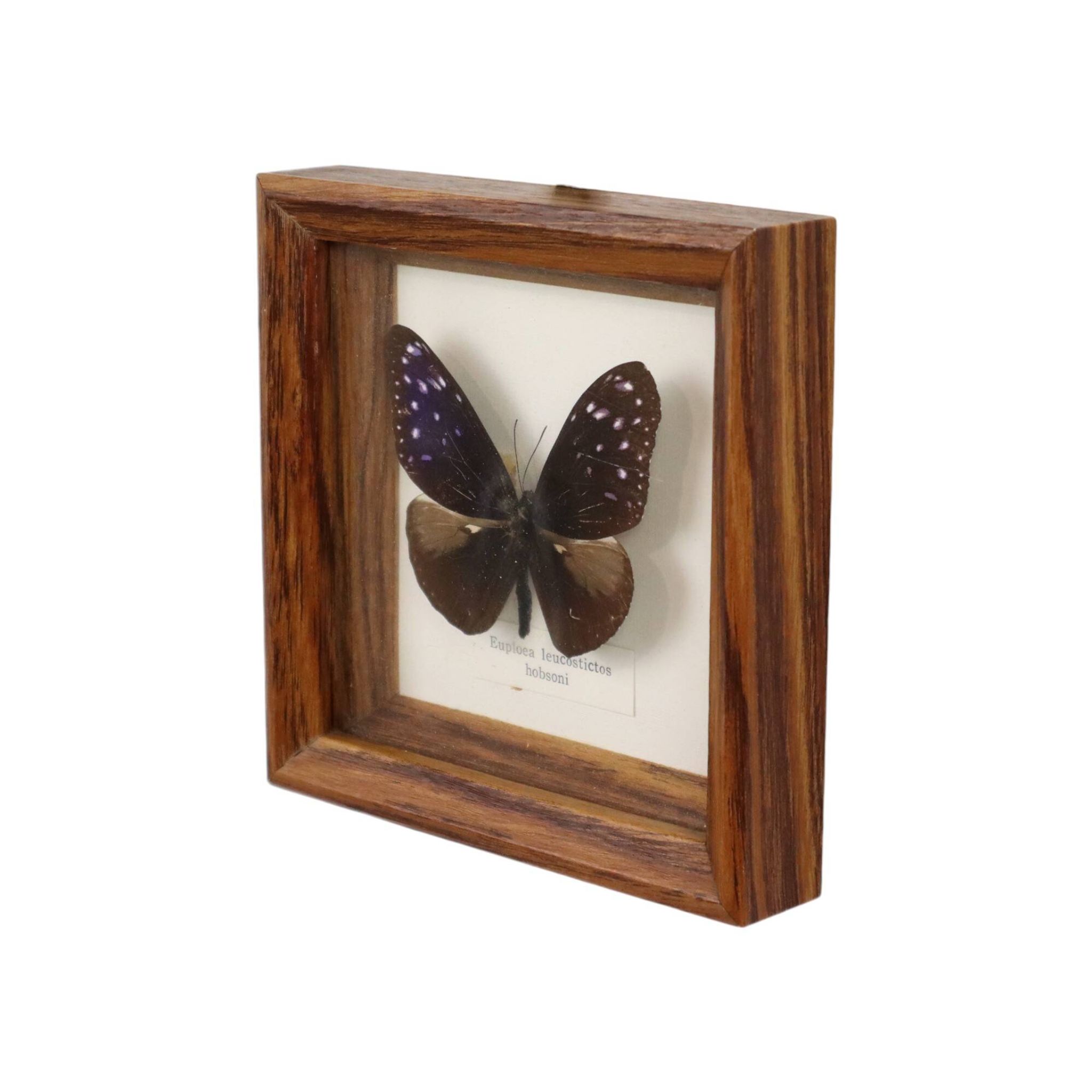 Framed Tropical Butterfly Gold Frame Asia Taxidermy 15cm