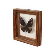 Framed Tropical Butterfly Gold Frame Asia Taxidermy 15cm