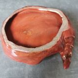 Empty pocket shell coral