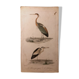 Lithograph late 19th watercolor animals