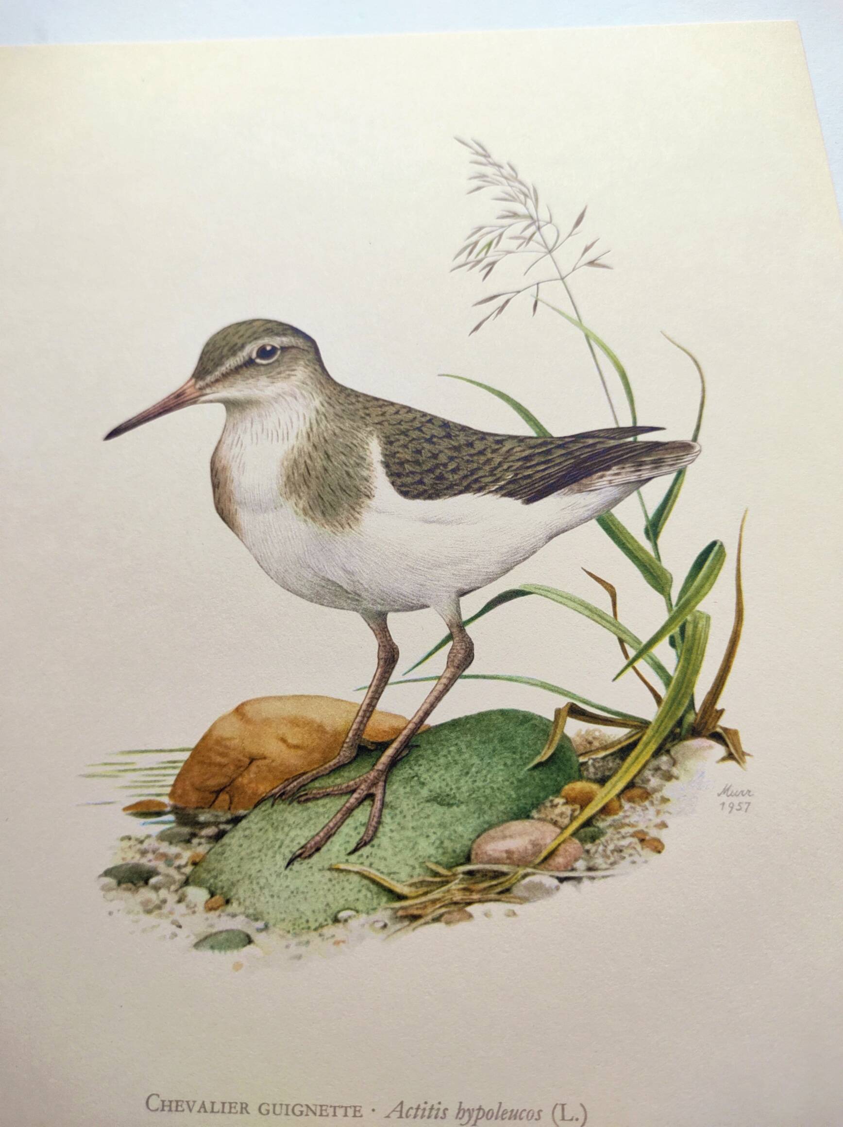 Antique bird illustration from the 1960s - Common Sandpiper - Plate