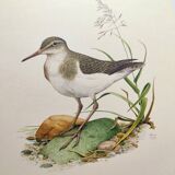 Antique bird illustration from the 1960s - Common Sandpiper - Plate