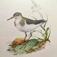Antique bird illustration from the 1960s - Common Sandpiper - Plate
