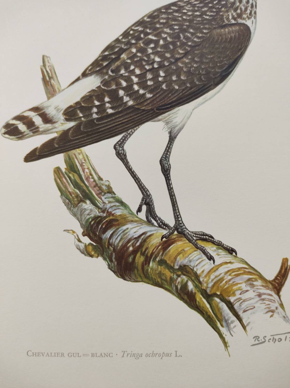 Antique bird illustration from 1960. White-throated Sandpiper. Zoological plate