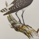 Antique bird illustration from 1960. White-throated Sandpiper. Zoological plate