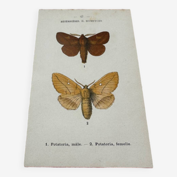 Botanical plate engraving naturalizes old old butterfly 1903