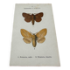 Planche botanique gravure naturalise ancienne papillon ancien 1903