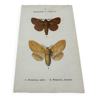 Planche botanique gravure naturalise ancienne papillon ancien 1903