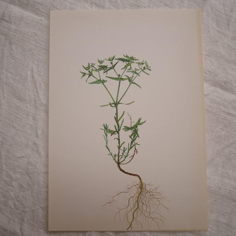 Euphorbia botanical plate