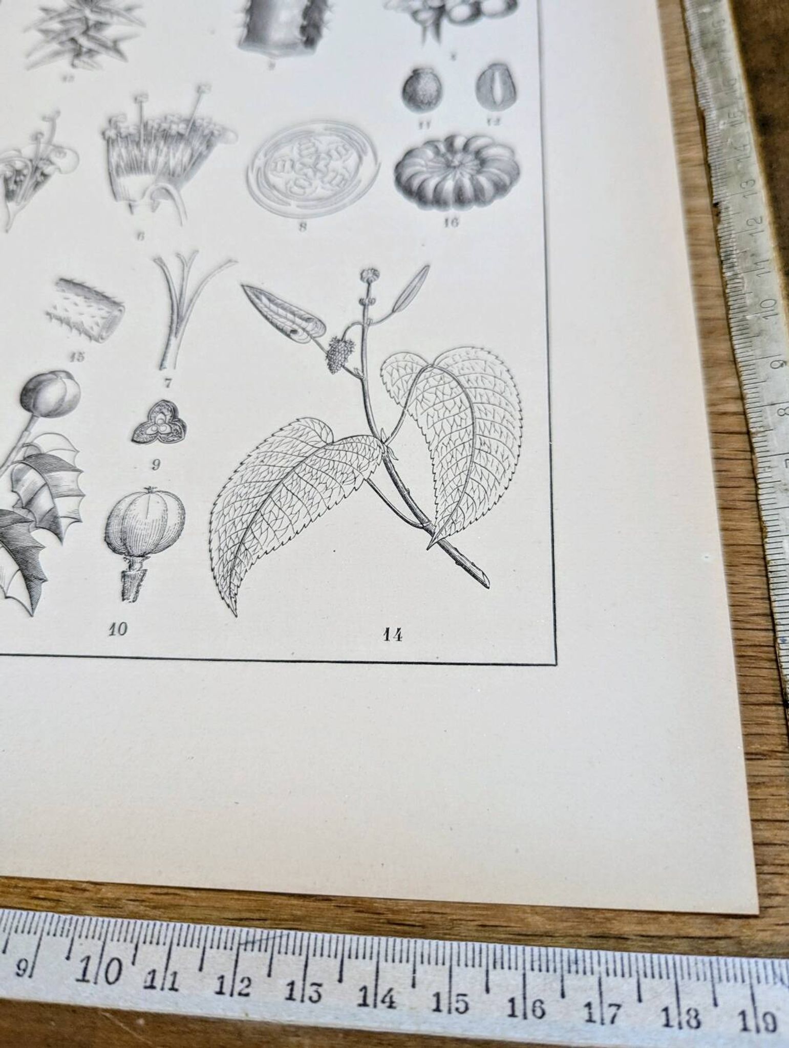 Imprimée en 1889, les Euphorbiacées. Planche botanique ancienne.