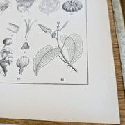 Imprimée en 1889, les Euphorbiacées. Planche botanique ancienne.
