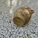 Old candied pot in yellow glazed terracotta XIX century