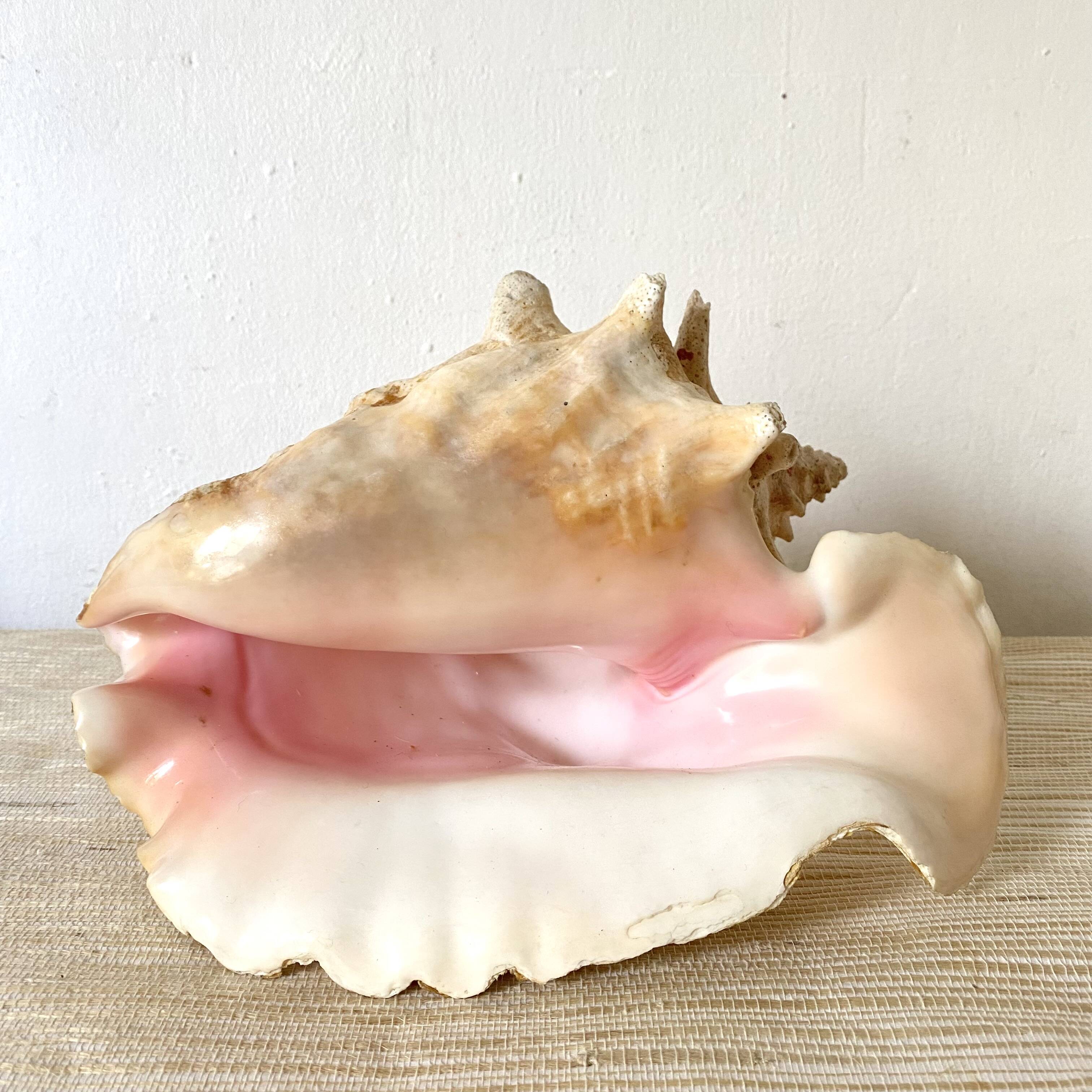 Real shell, conch, great conch