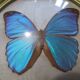 Butterfly morpho menelaus  taxidermy (Brazil)