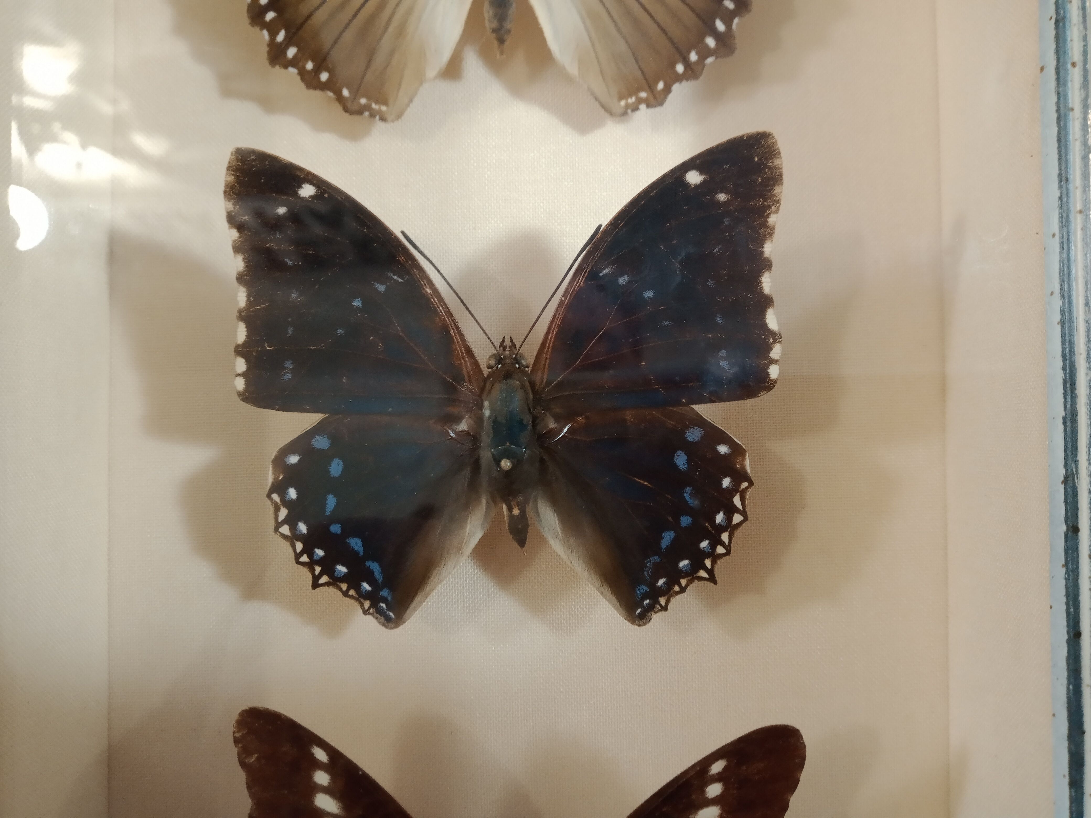 Lot of three Nymphalidae butterflies