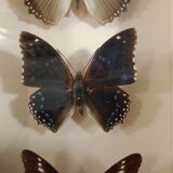 Lot of three Nymphalidae butterflies