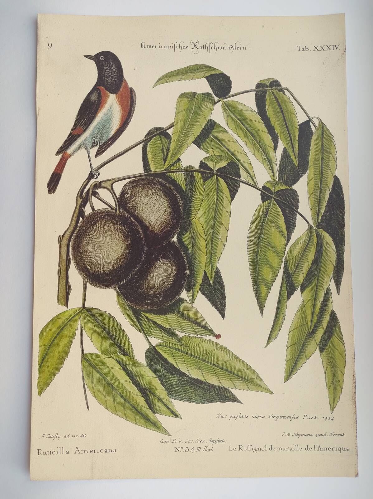 Gravure ancienne oiseau - Rossignol de muraille-  Planche zoologique de Seligmann & Catesby