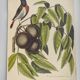 Gravure ancienne oiseau - Rossignol de muraille-  Planche zoologique de Seligmann & Catesby