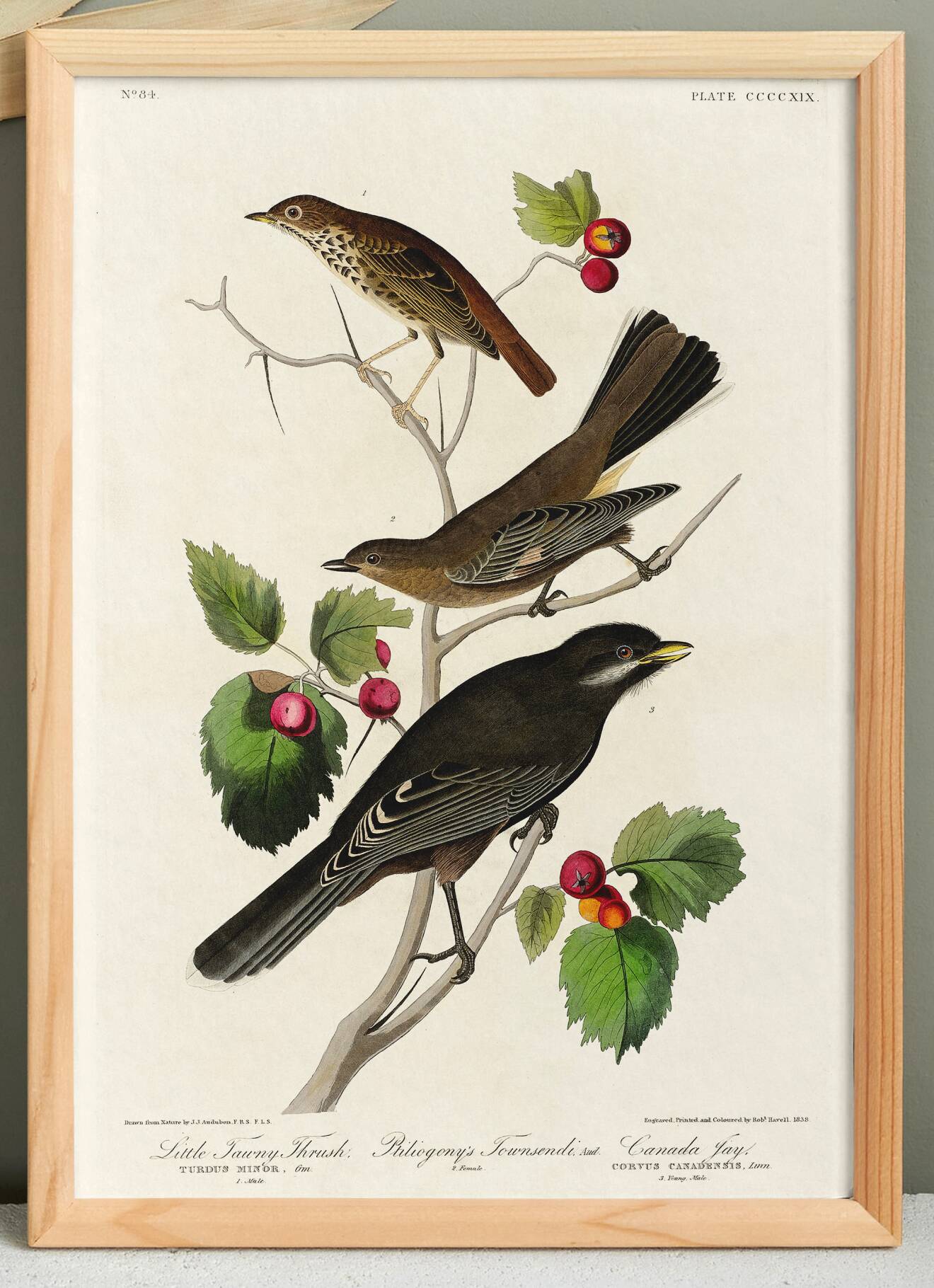 Affiche sur le Merle d’Amérique, d’après une gravure ancienne de 1827.