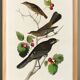 Affiche sur le Merle d’Amérique, d’après une gravure ancienne de 1827.