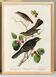Poster about the American Robin, based on an old engraving from 1827.