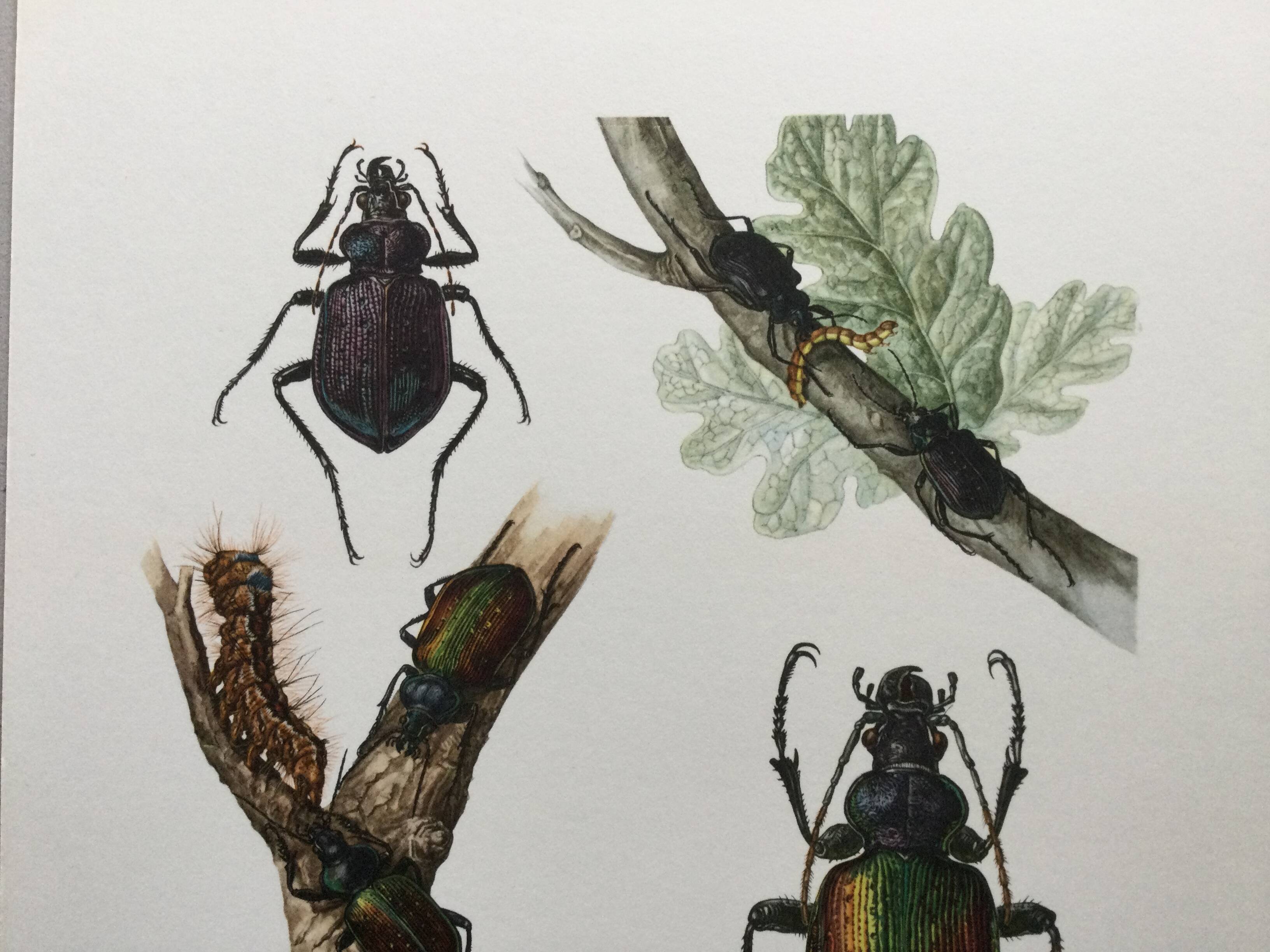 Antique illustration "insects", 1960s
