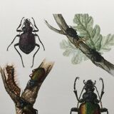 Illustration ancienne "insectes", années 60