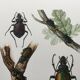 Antique illustration "insects", 1960s