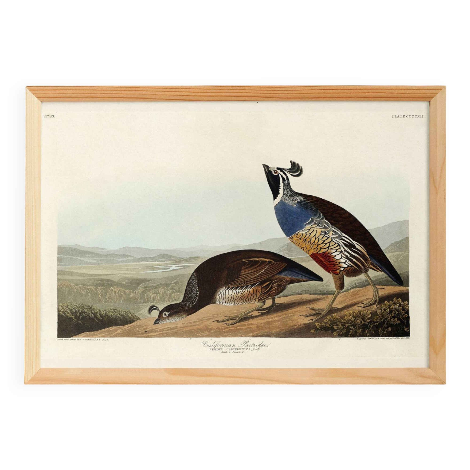 Poster about the California cod, based on an old engraving from 1827.