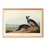 Poster about the California cod, based on an old engraving from 1827.