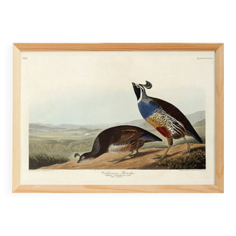 Poster about the California cod, based on an old engraving from 1827.