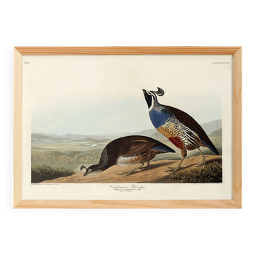 Poster on the Californian coast, based on an old engraving from 1827.