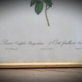 Lithograph under frame Rosier Centfeuilles de Bordeaux