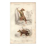 Gravure ancienne 1849 - Didelphe par , marsupial, nocturne, Amérique