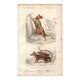 Antique engraving, 1849 - Didelphus, marsupial, nocturnal, America