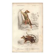 Gravure ancienne 1849 - Didelphe par , marsupial, nocturne, Amérique