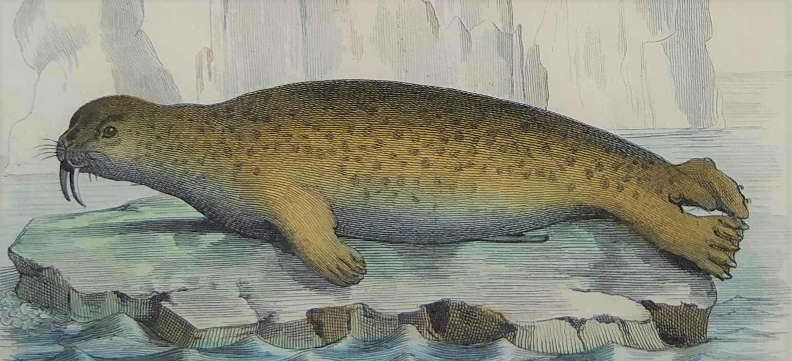 Original zoological board " seal & morse " - buffon 1840