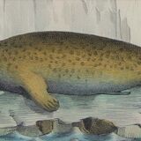 Original zoological board " seal & morse " - buffon 1840