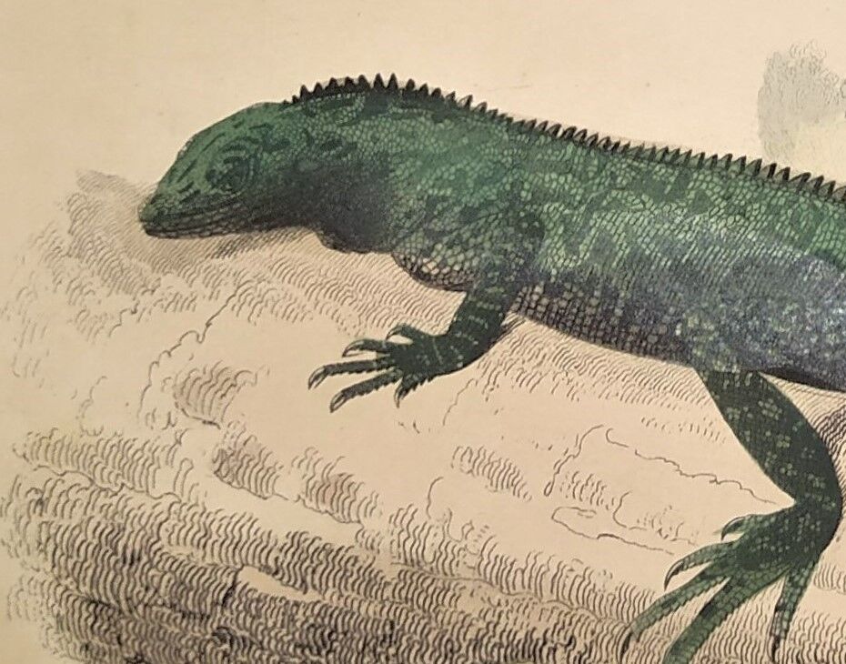 Original zoological plate of 1839 " the green lizard & the porte-crée "