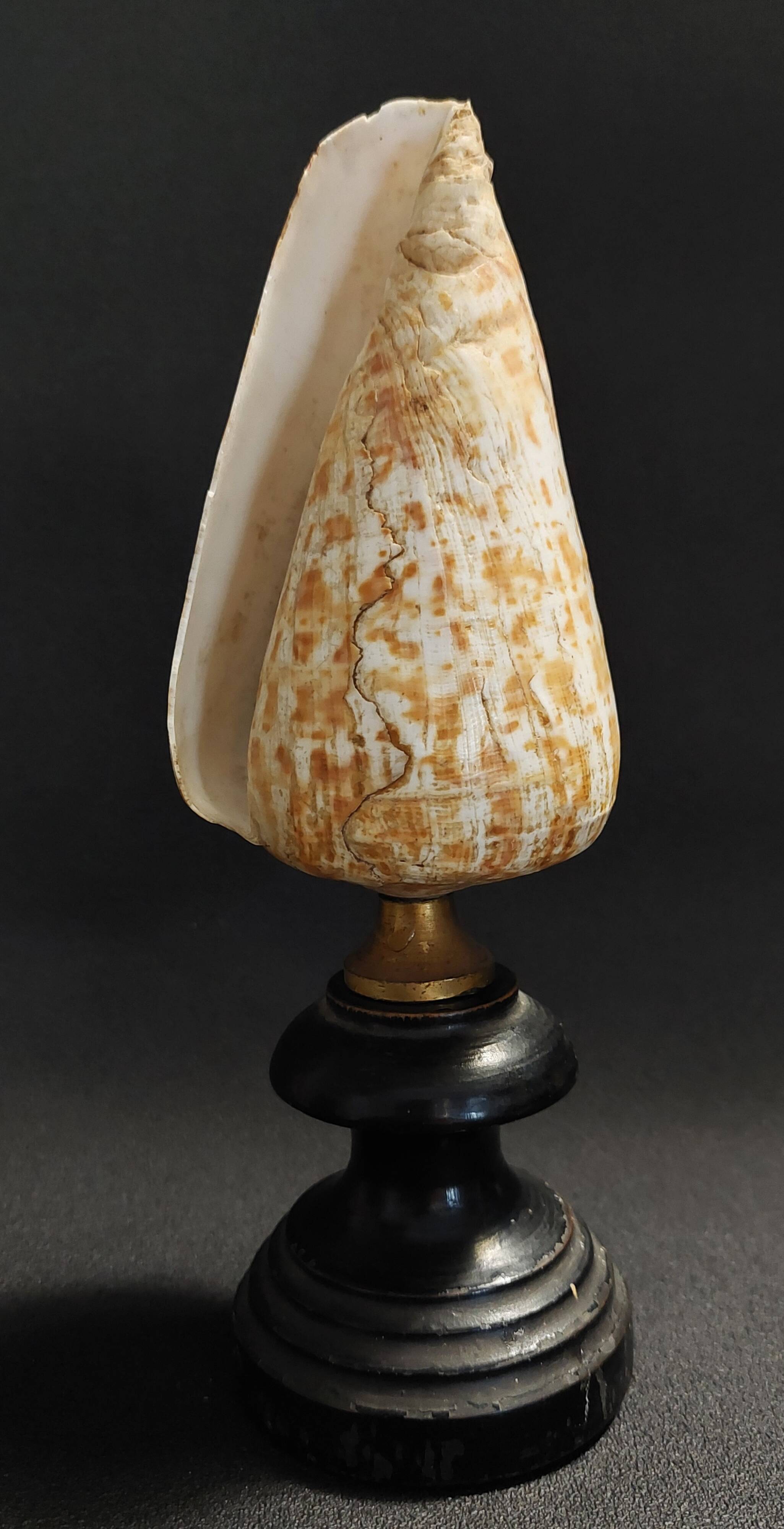 Cabinet of Curiosities Conus Pulcher Shell on Base