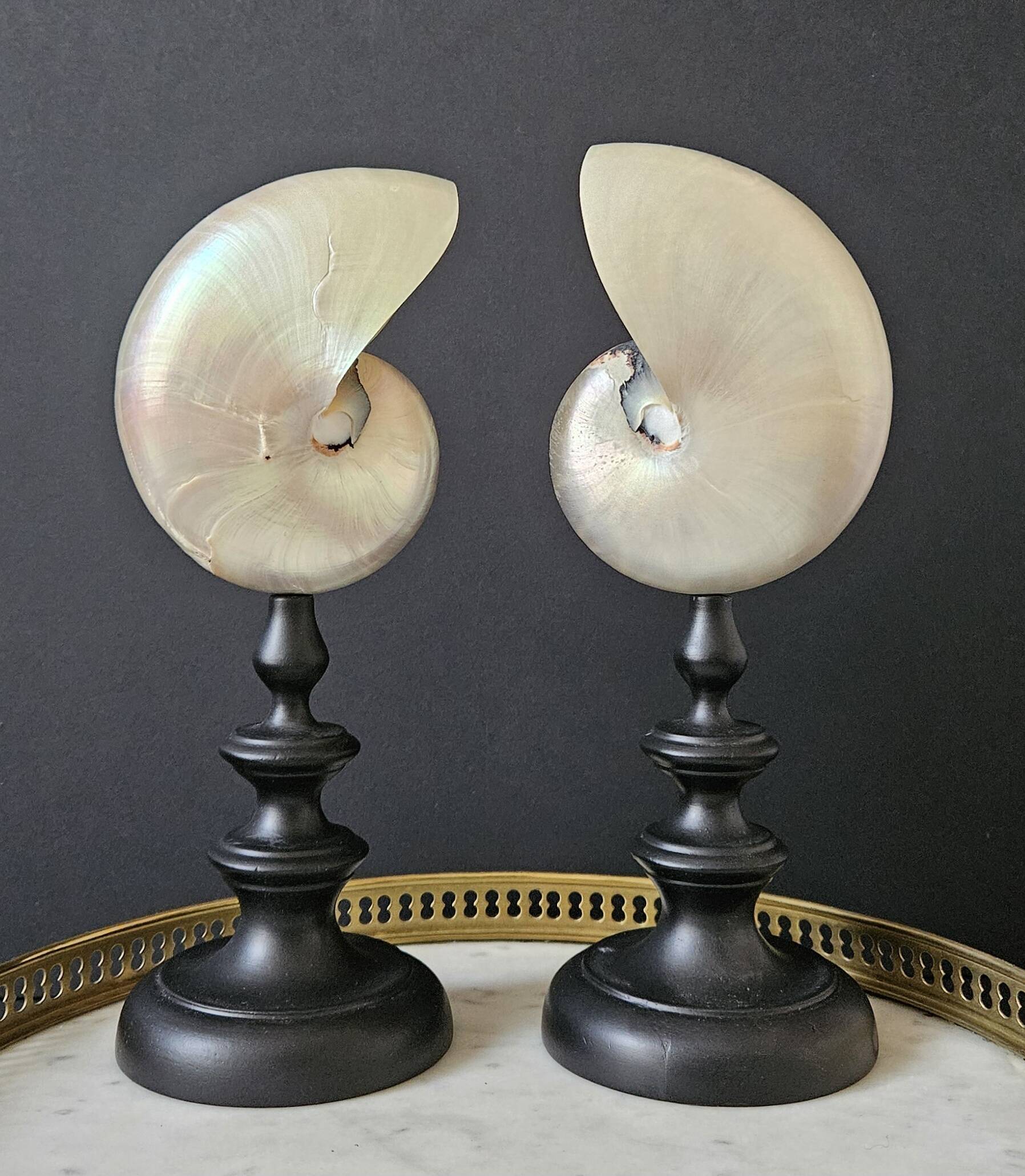 Nautilus / Pearly Nautilus, Black Turned Wood Base H: 24 cm