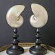 Nautilus / Pearly Nautilus, Black Turned Wood Base H: 24 cm