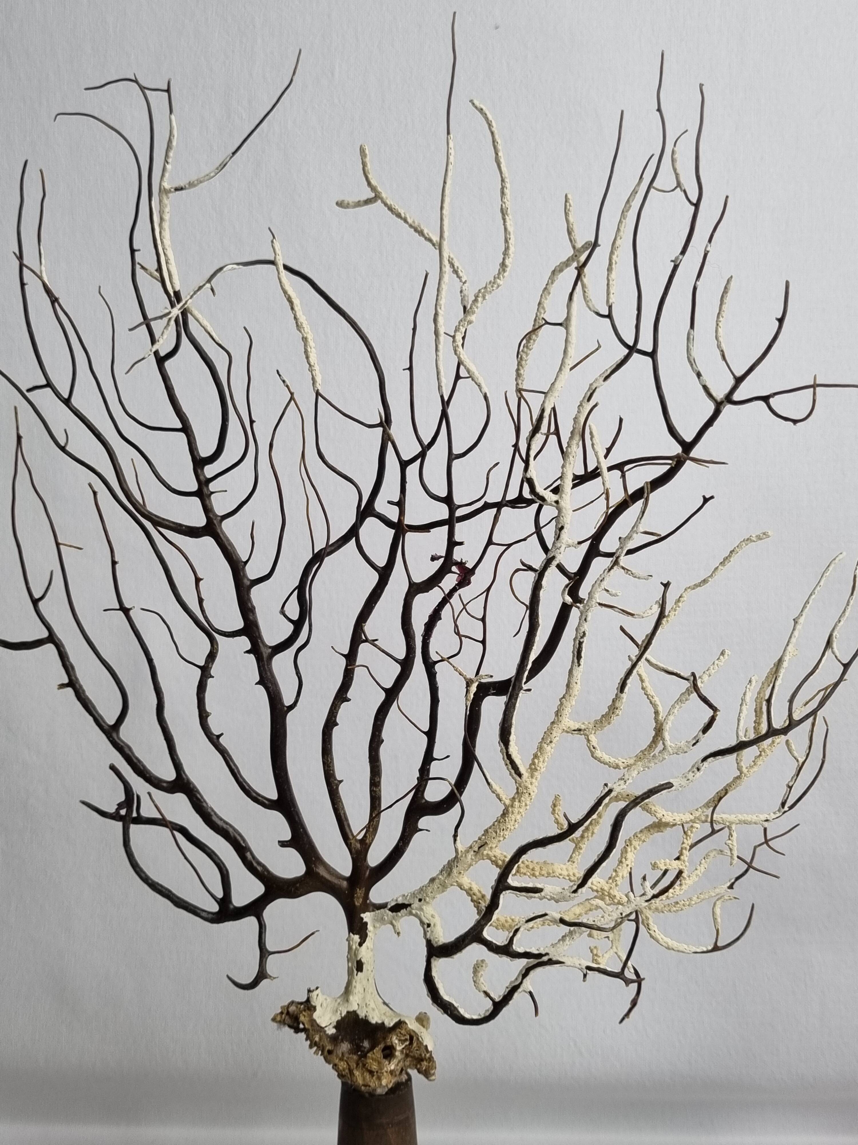 Pair of gorgonian corals, fan corals, on wooden bases, 32 cm
