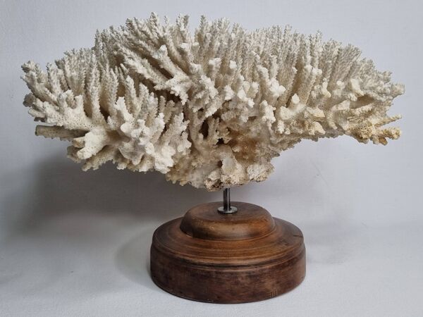 Ancien corail naturel blanc sur socle en bois tourné 41 cm