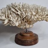 Ancien corail naturel blanc sur socle en bois tourné 41 cm